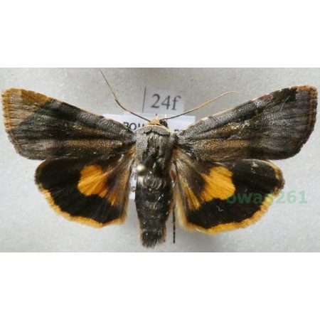 Noctua janthina Denis & Schiffermüller, 1775 Rolnica przepaska Czech24f